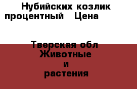 Нубийских козлик процентный › Цена ­ 7 000 - Тверская обл. Животные и растения » Другие животные   